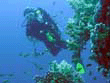 diver image