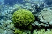 Salad Coral