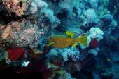 Yellow Boxfish